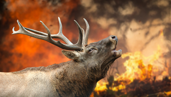 2025 Yazı Orman Yangınlarının Astrolojik Analizi